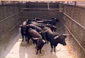 Toros en el corral de "la punta del pueblo", esperando la salida del Encierro