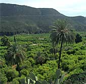 Buyla