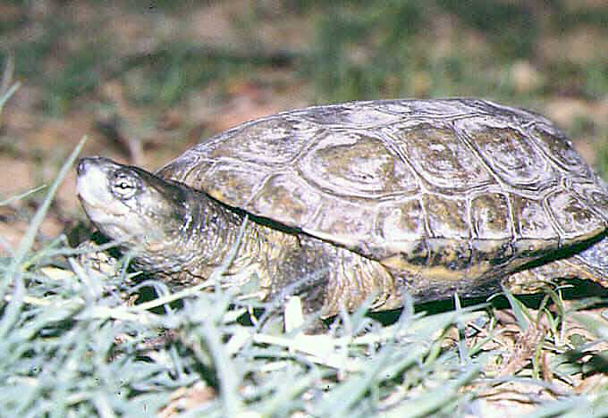 Galápago leproso