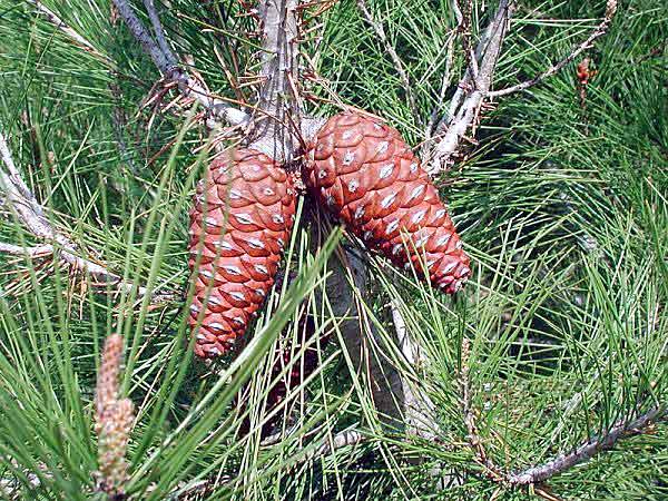 Piñas de pino carrasco