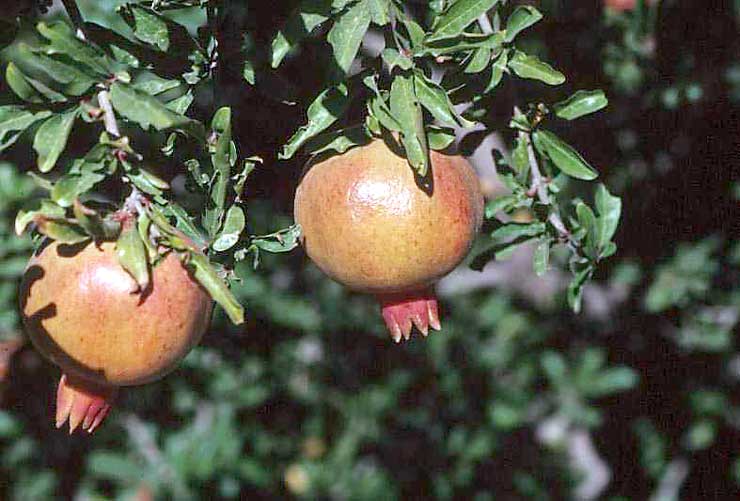 Granado con su fruto, la granada