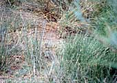 Matas de juncos