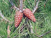 Piñas de pino carrasco