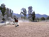 Pista de arena