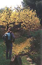 El otoño es una época particularmente bella en el valle de Ricote